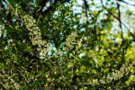 Brackenridgea zanguebarica