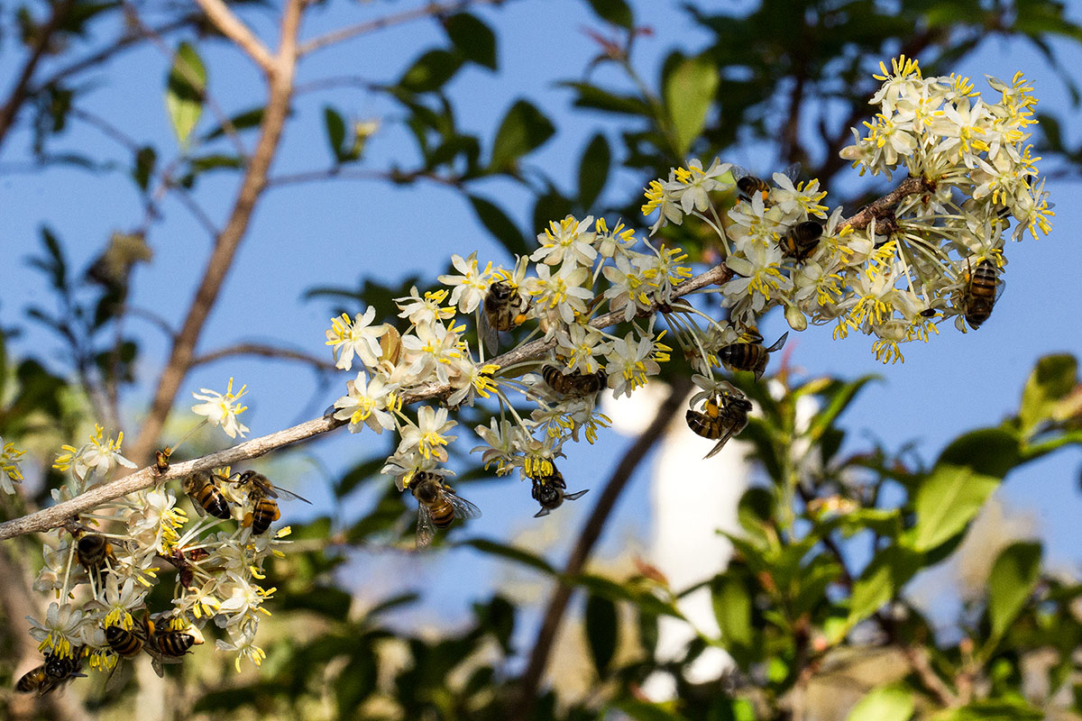 Brackenridgea zanguebarica