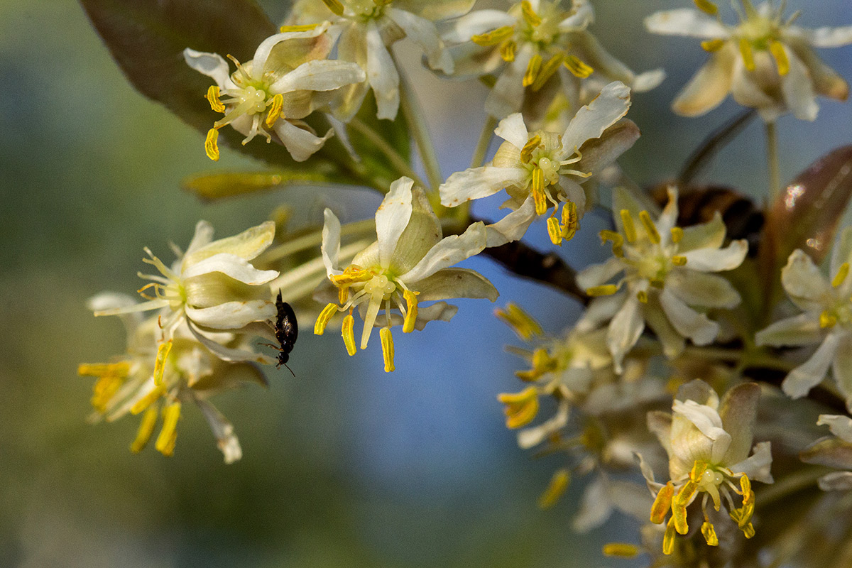 Brackenridgea zanguebarica