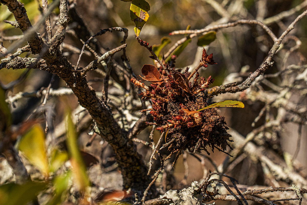 Brackenridgea zanguebarica