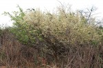 Brackenridgea zanguebarica