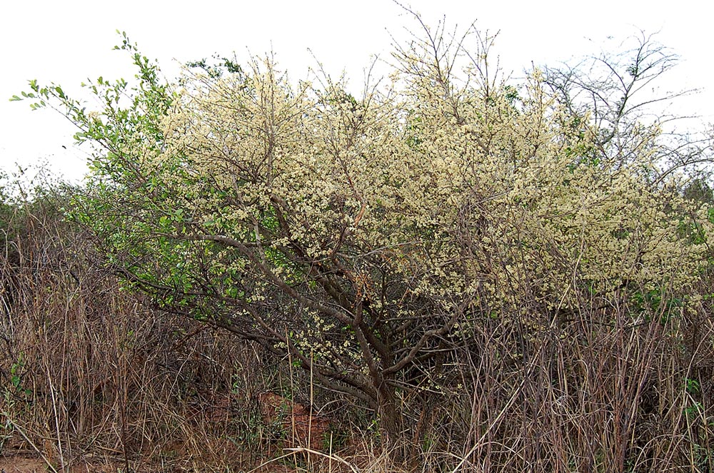 Brackenridgea zanguebarica
