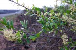Brackenridgea zanguebarica