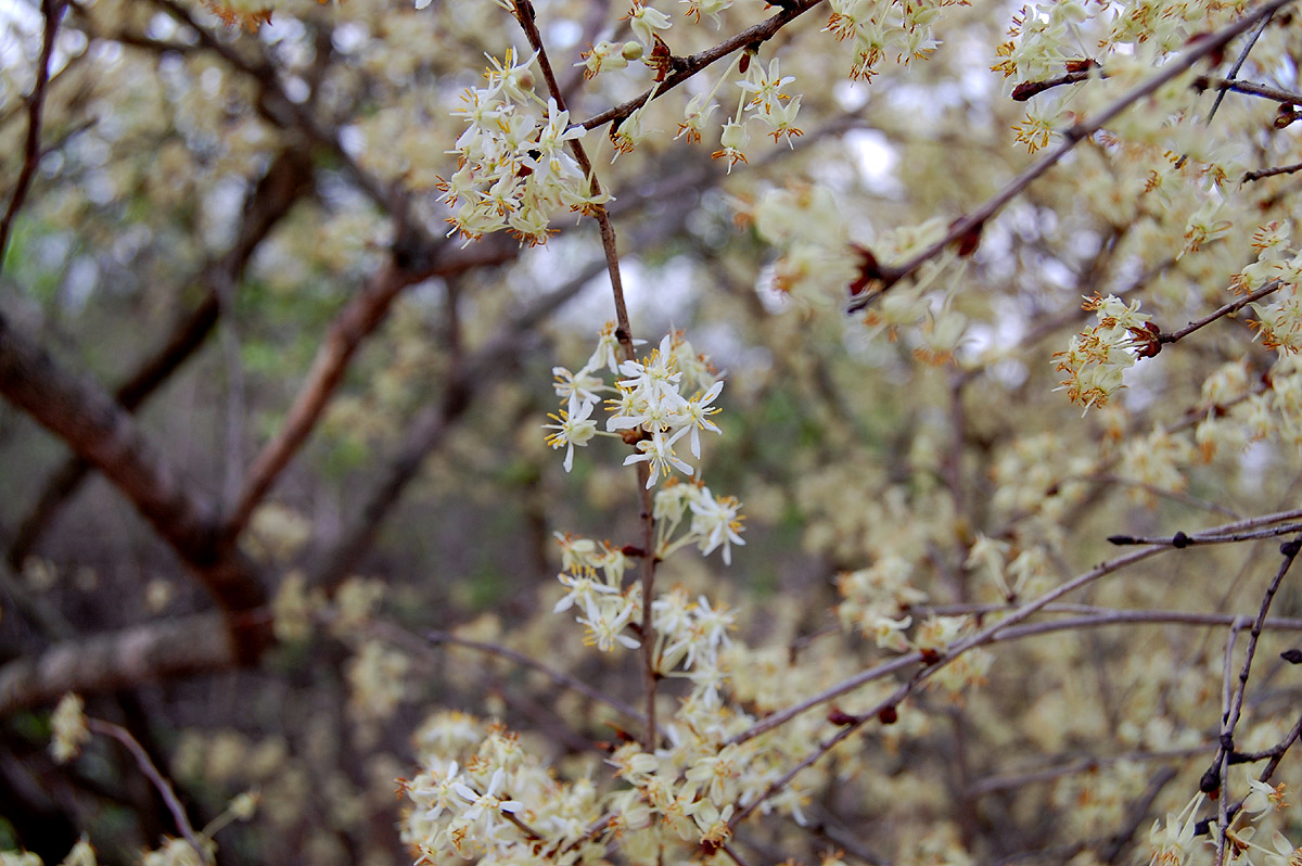 Brackenridgea zanguebarica