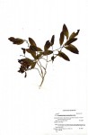 Brackenridgea zanguebarica
