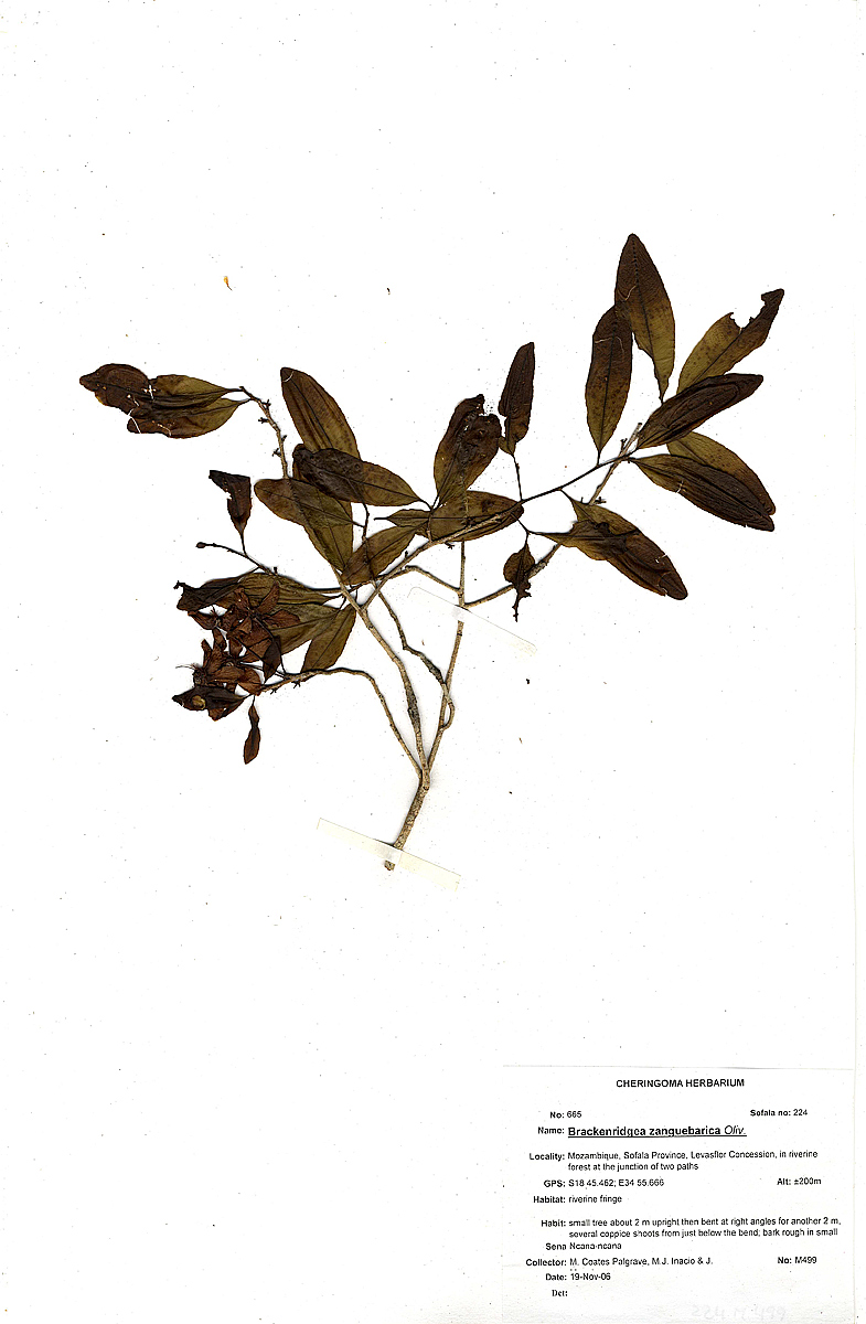 Brackenridgea zanguebarica
