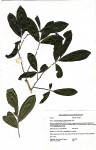 Brackenridgea zanguebarica