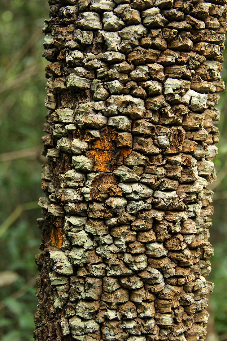Brackenridgea zanguebarica