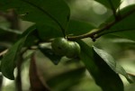 Camellia sinensis