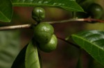 Camellia sinensis