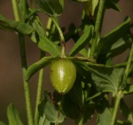 Hypericum peplidifolium