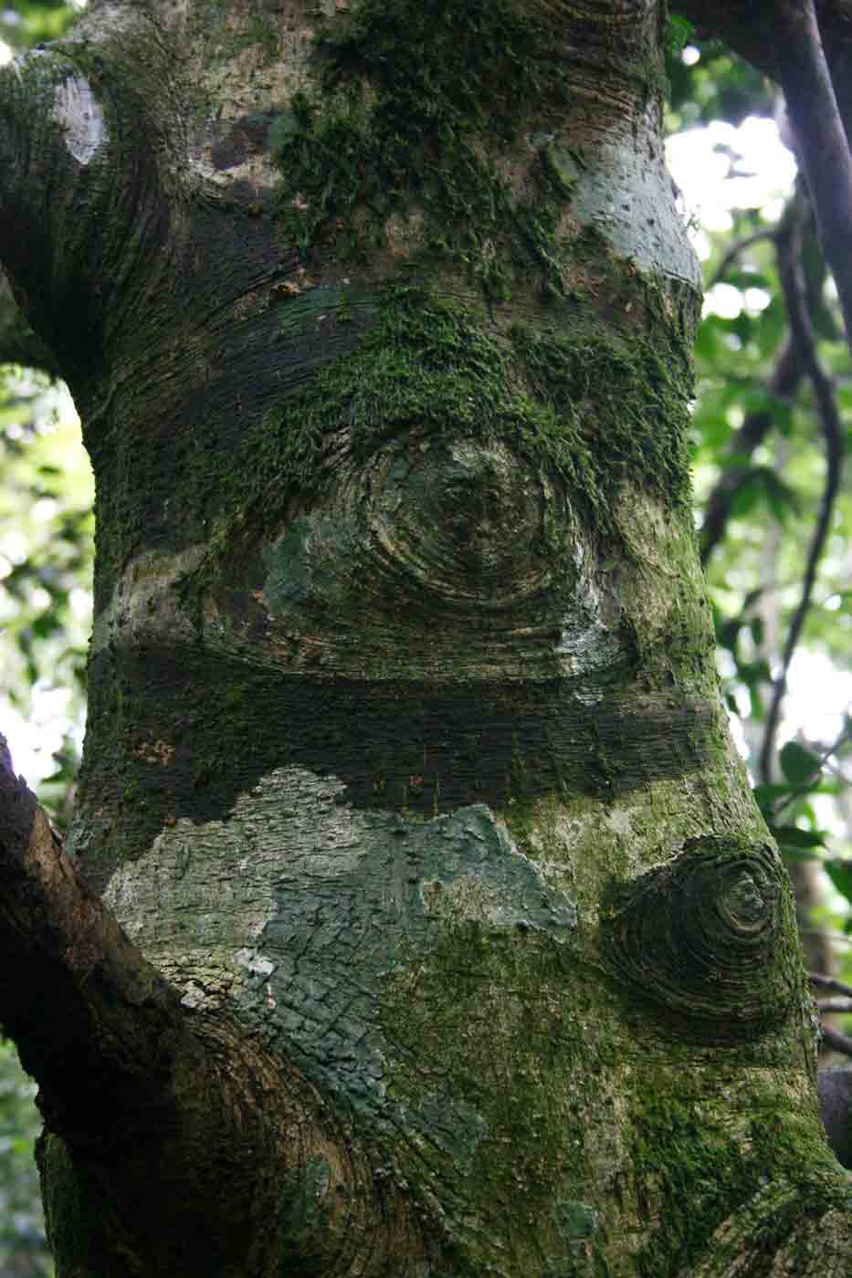 Garcinia kingaensis
