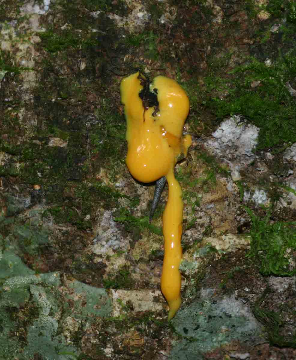 Garcinia kingaensis
