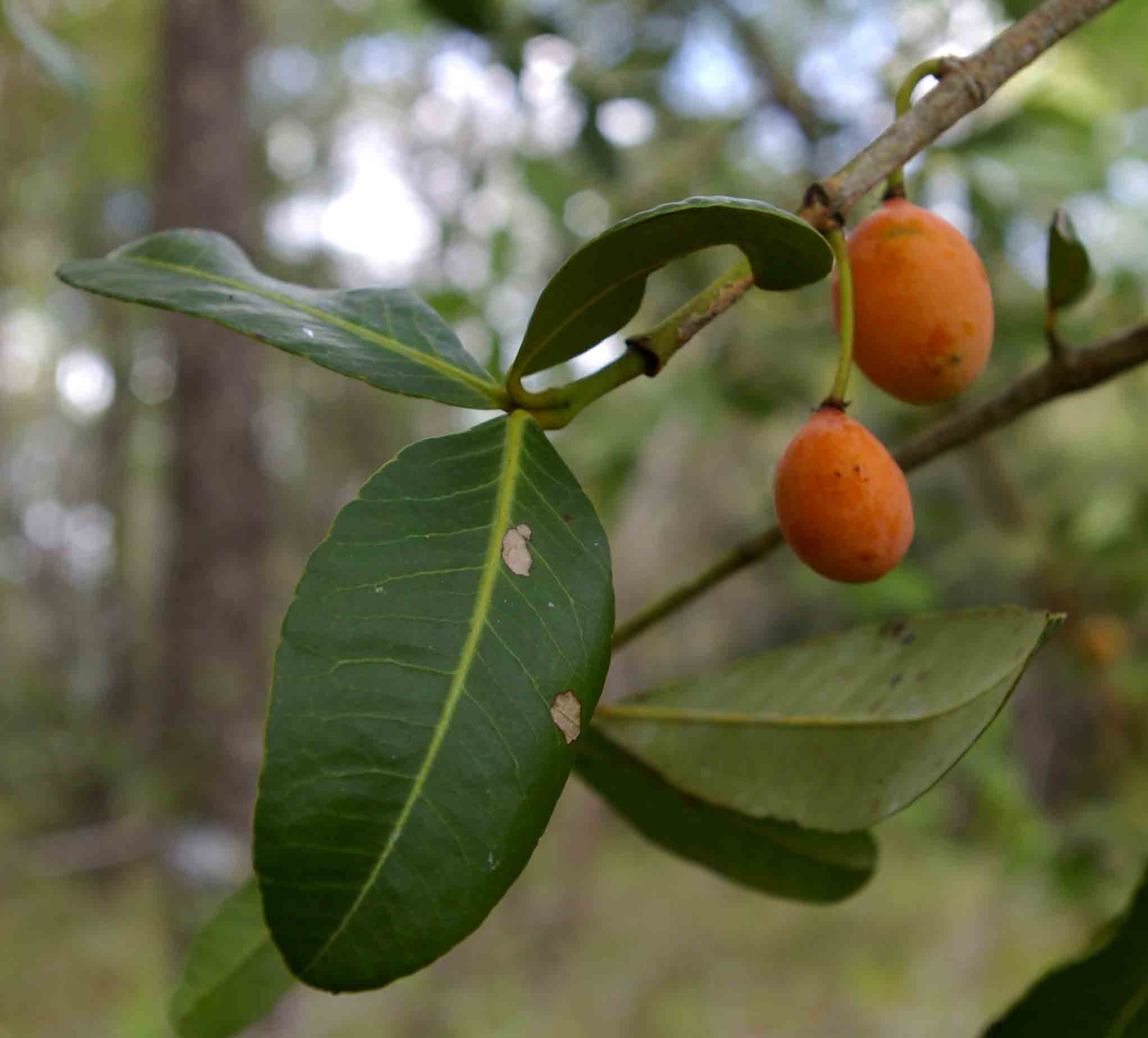Garcinia livingstonei