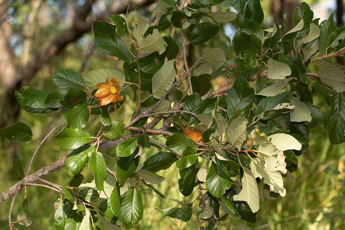 Monotes engleri