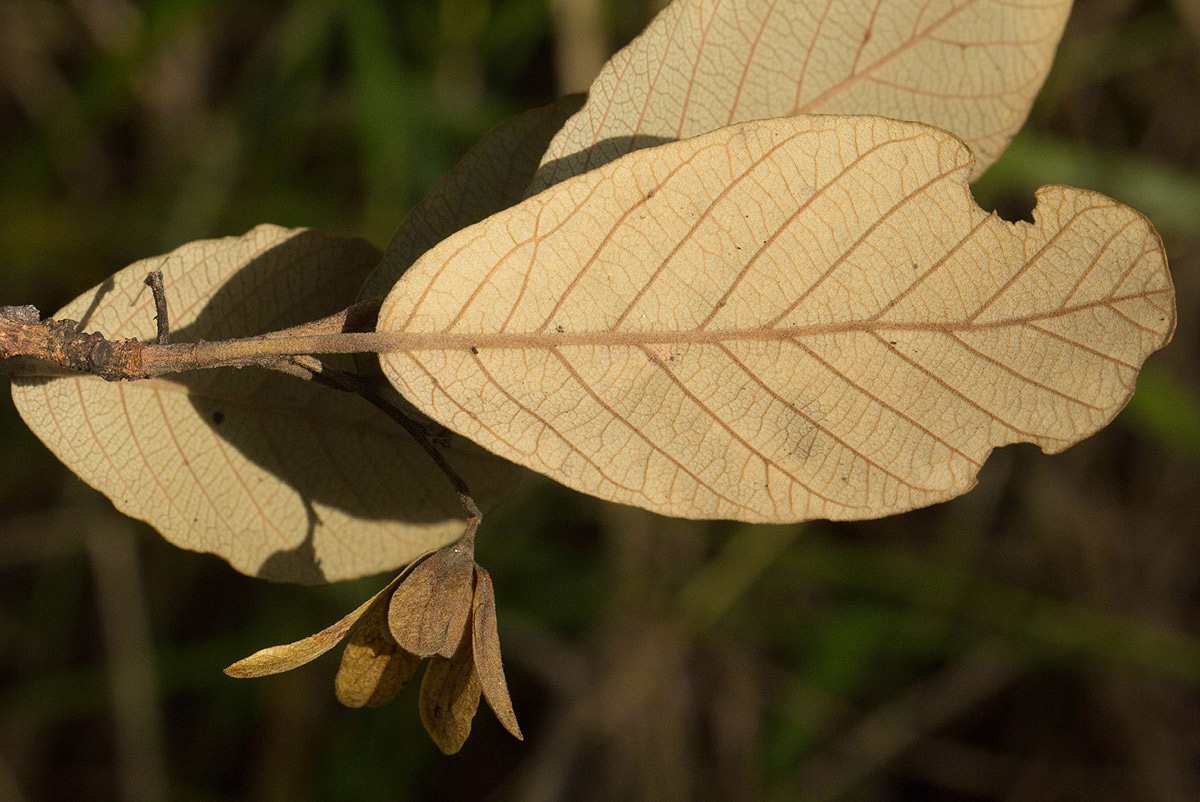 Monotes engleri