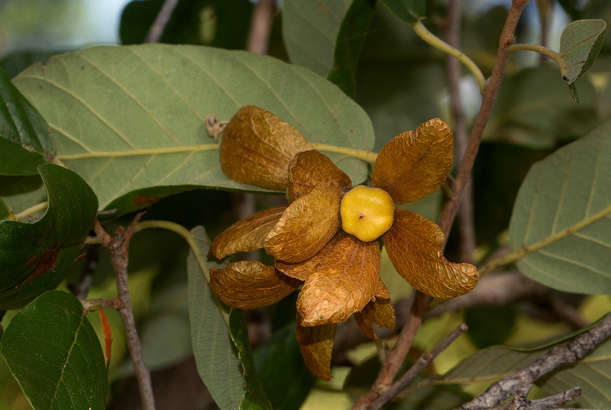 Monotes engleri