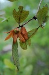Monotes engleri
