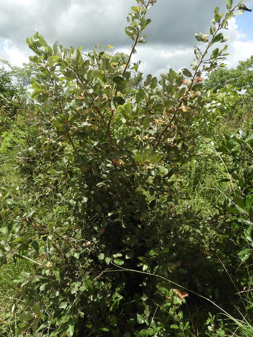 Monotes engleri