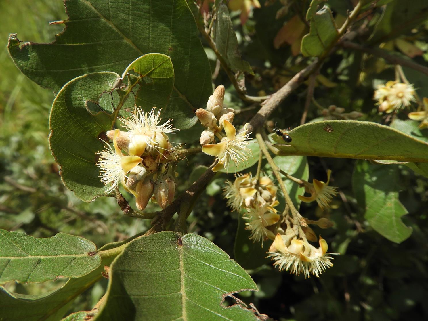 Monotes engleri