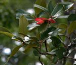 Monotes engleri