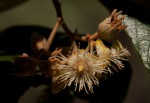 Monotes engleri