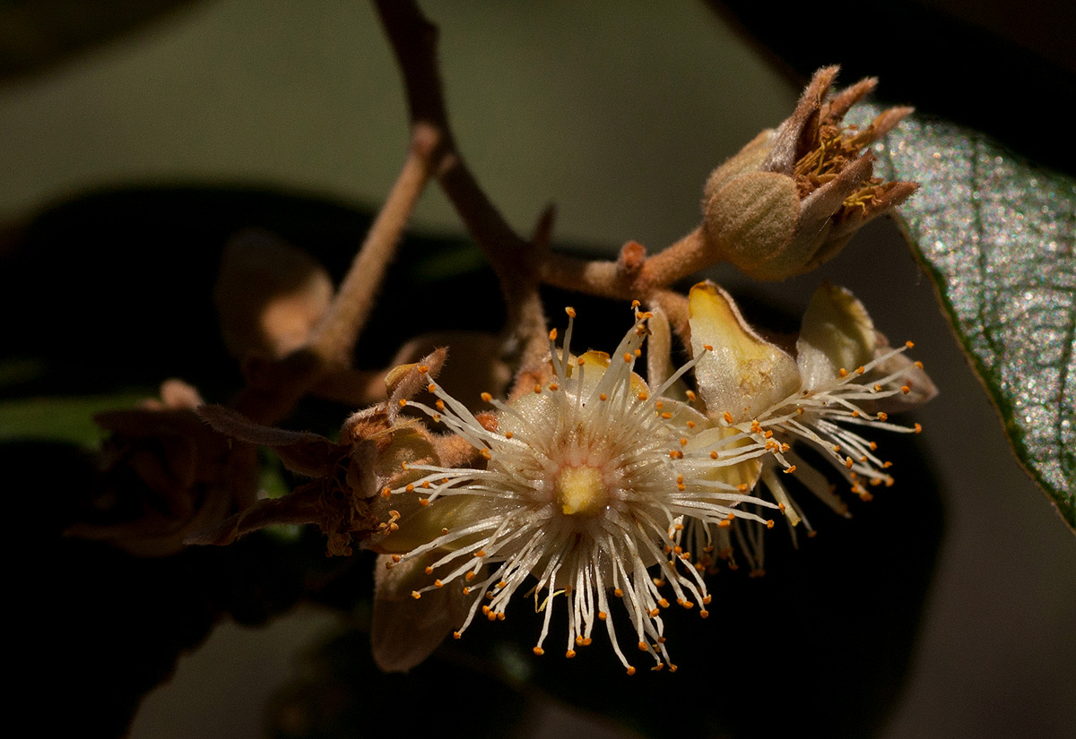 Monotes engleri
