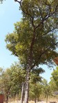 Monotes engleri