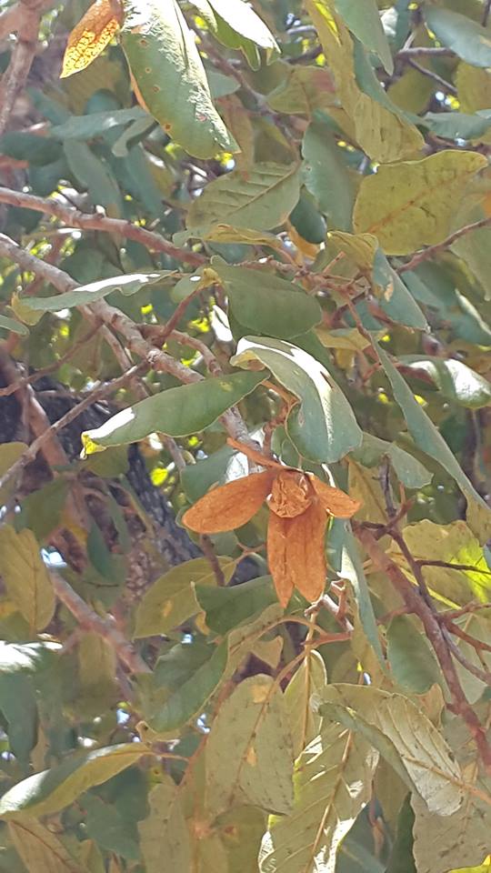 Monotes engleri