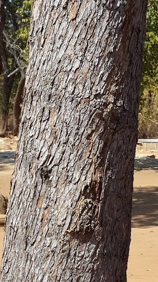 Monotes engleri
