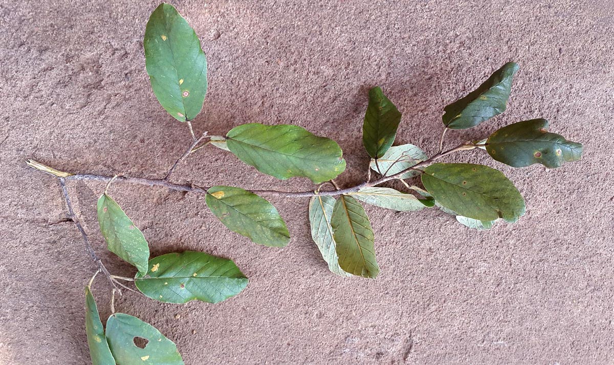 Monotes engleri