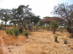 Monotes katangensis