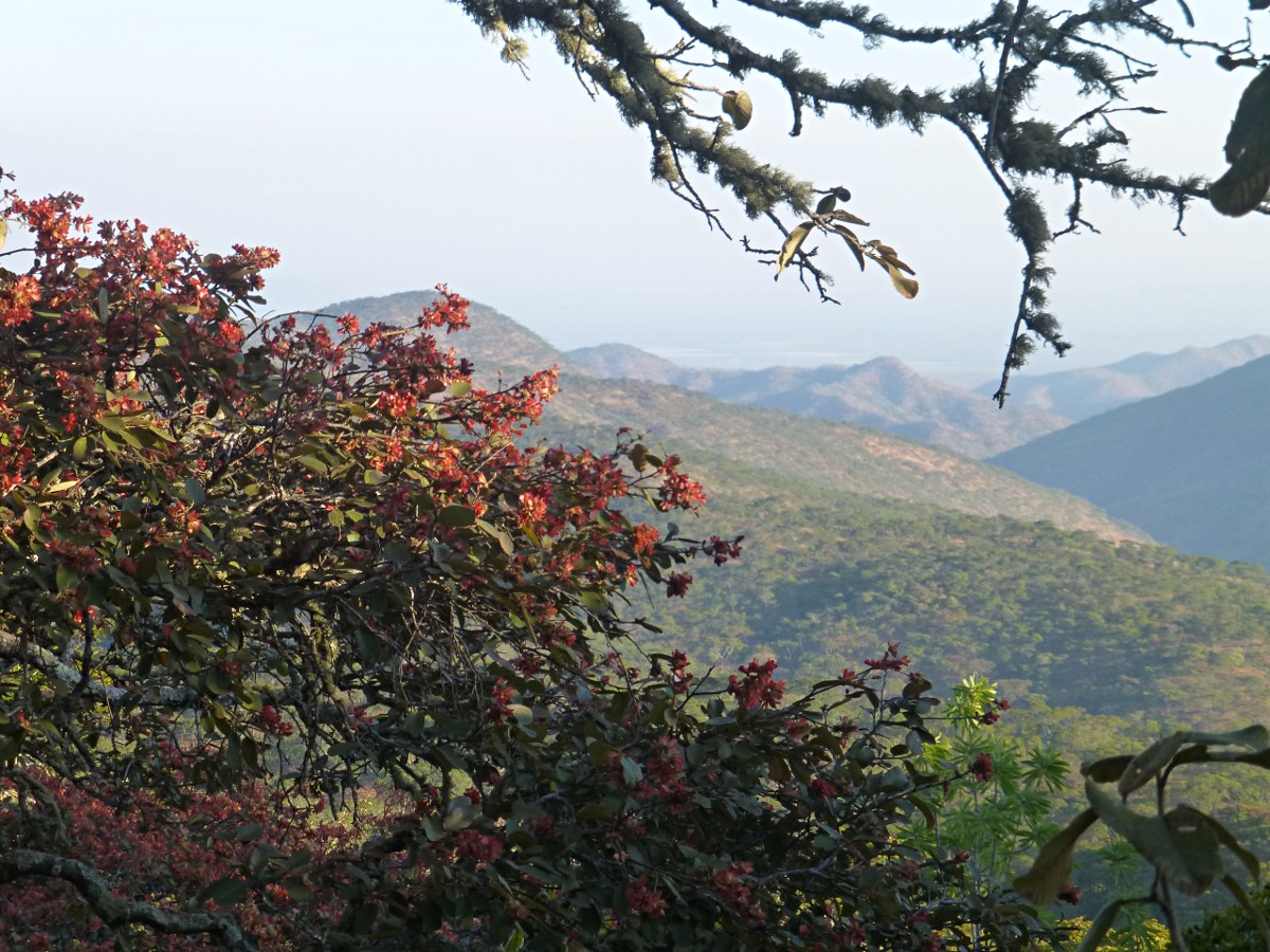 Monotes katangensis