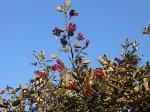 Monotes katangensis