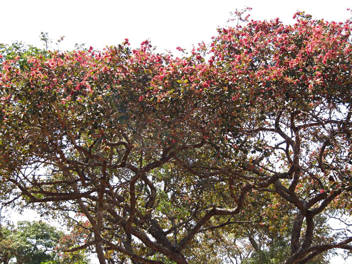 Monotes katangensis