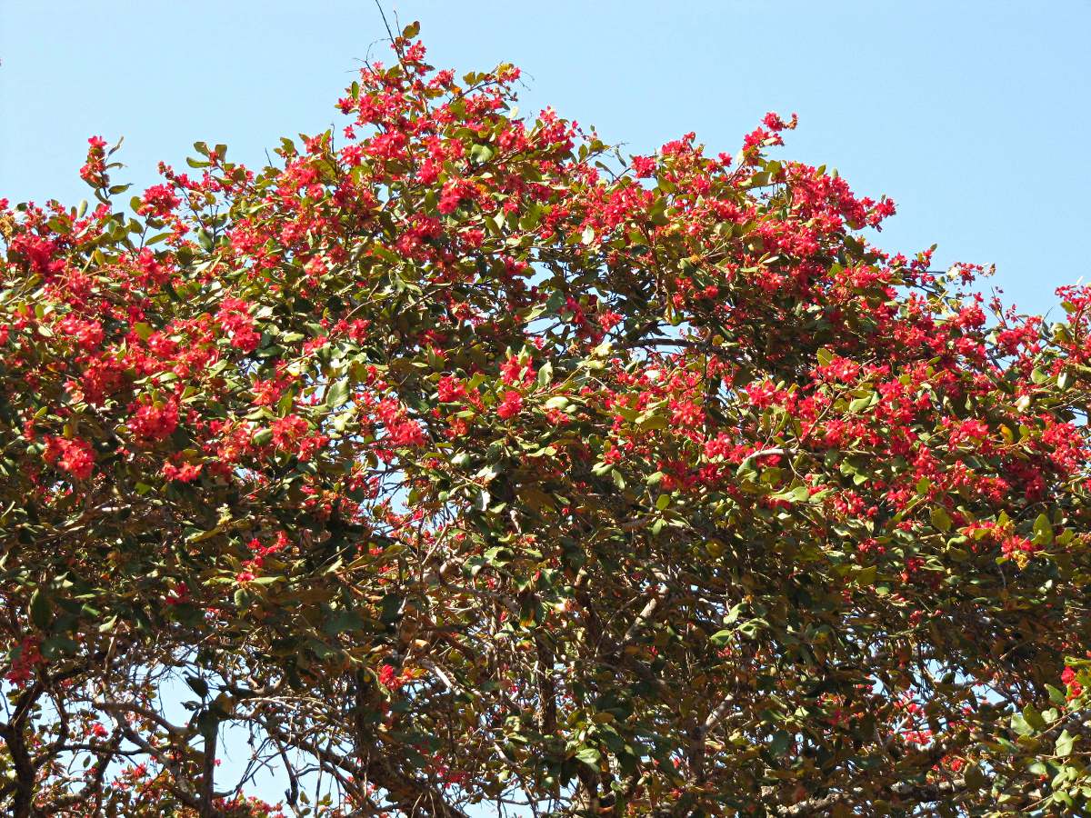 Monotes katangensis