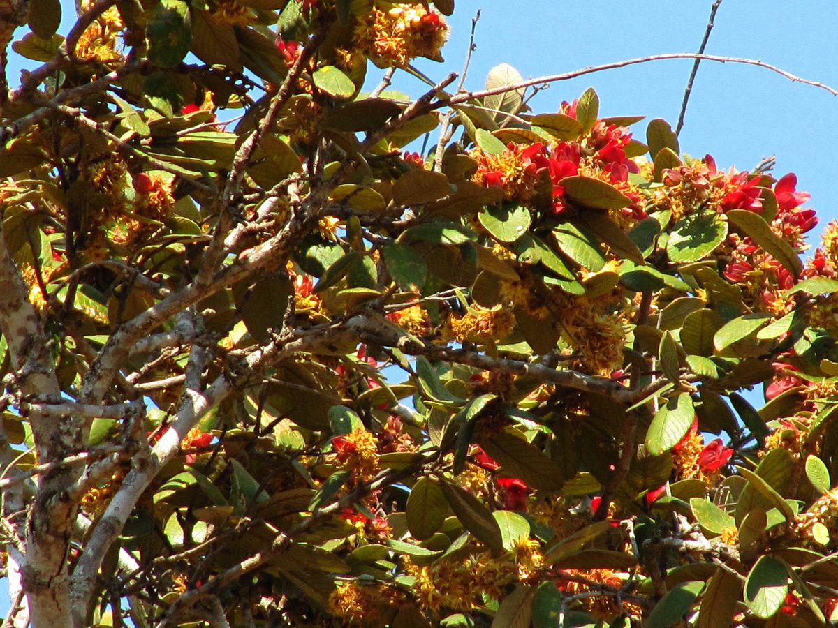 Monotes katangensis