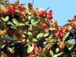 Monotes katangensis