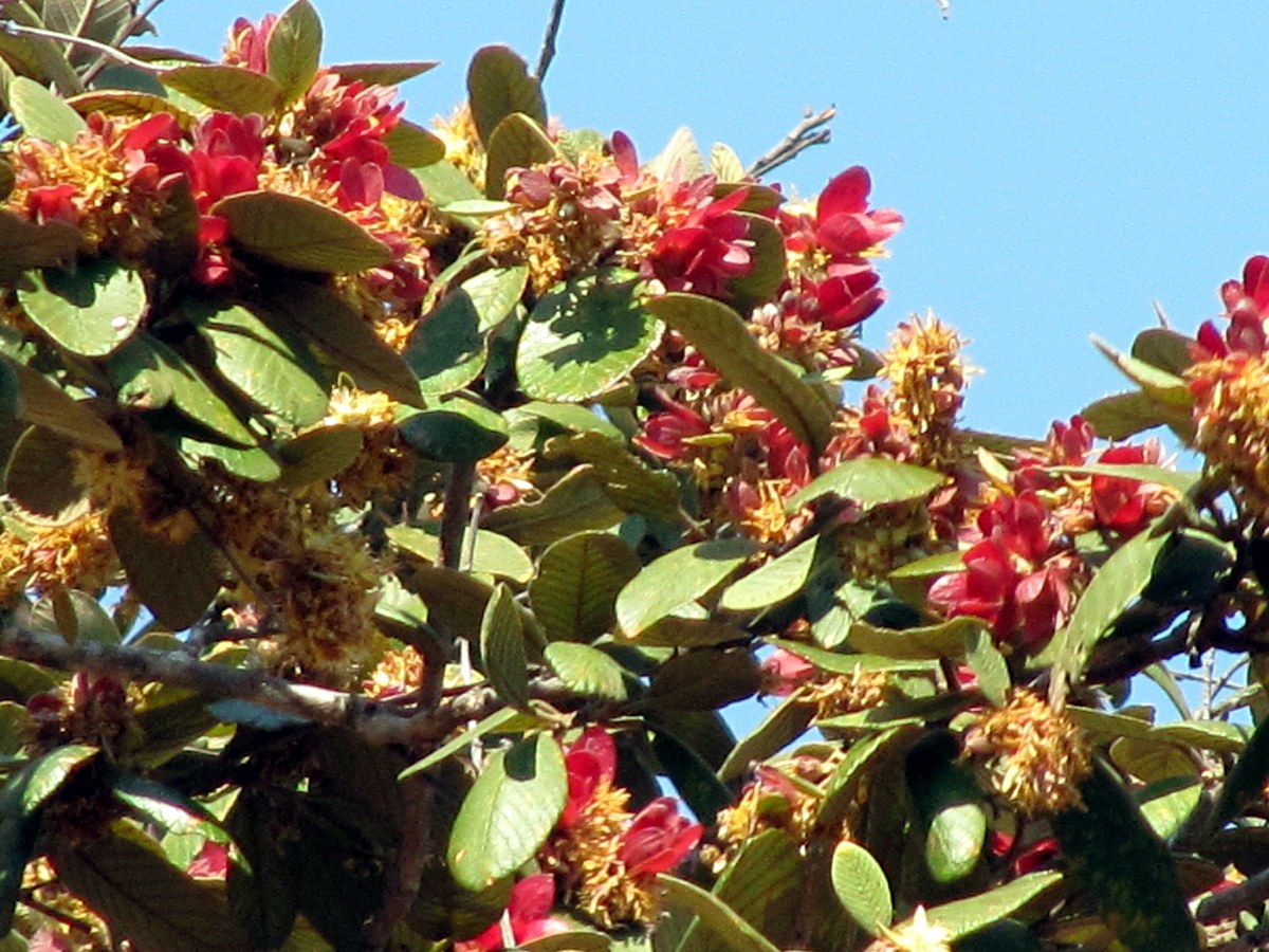 Monotes katangensis