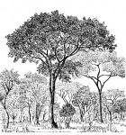 Monotes katangensis