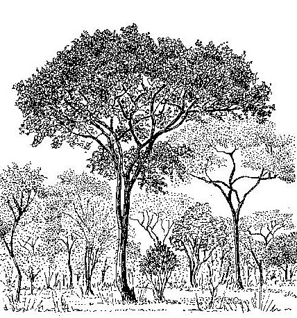 Monotes katangensis