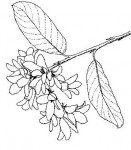 Monotes katangensis