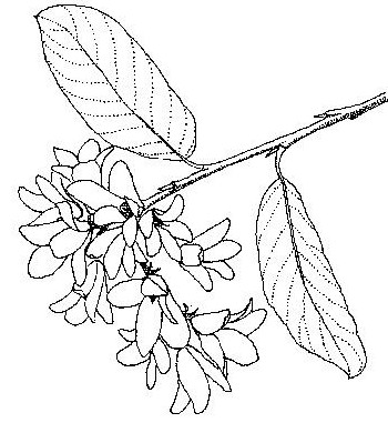 Monotes katangensis