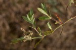 Bergia decumbens