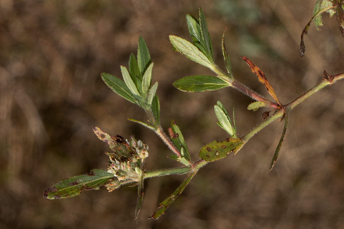 Bergia decumbens