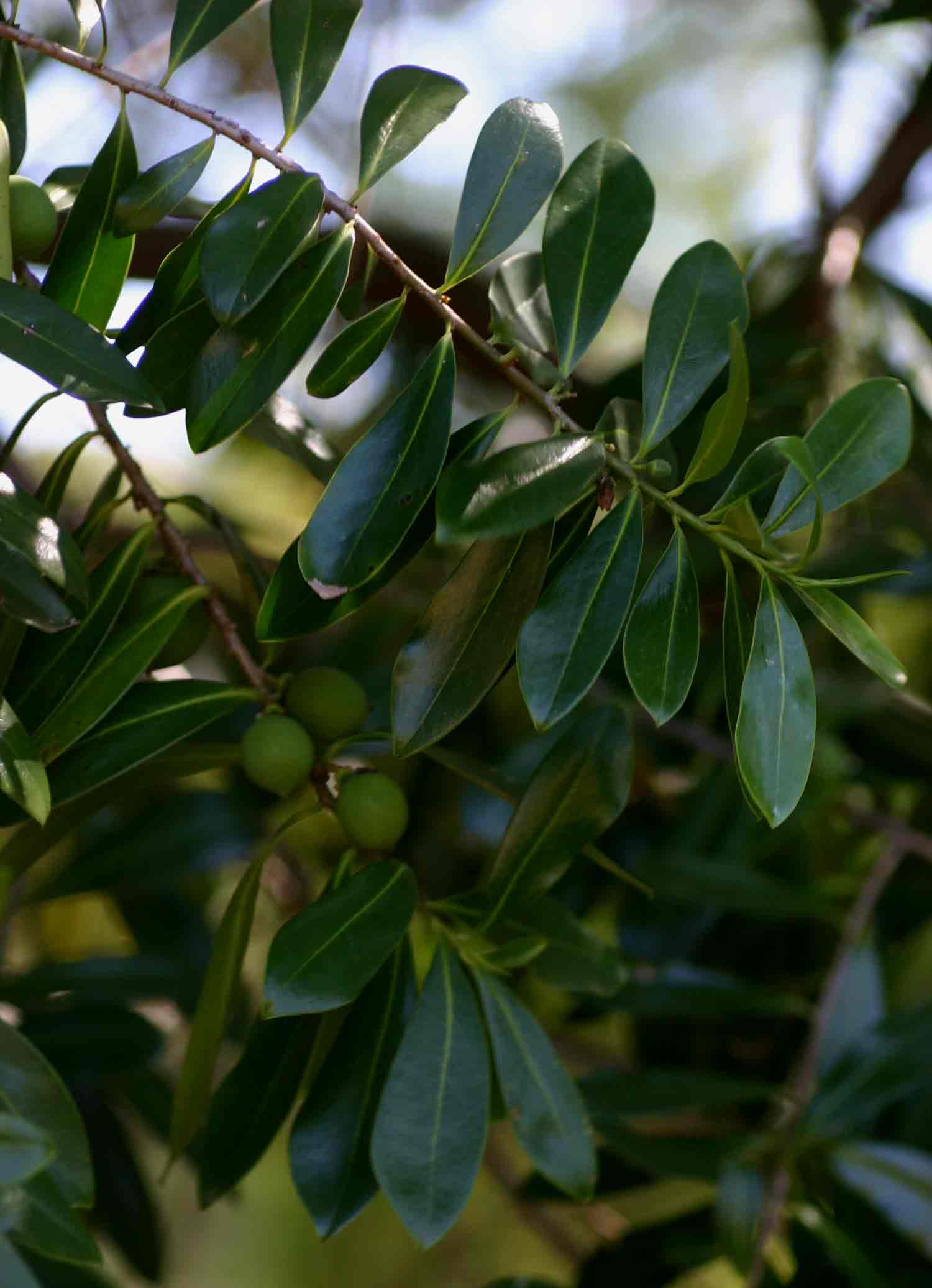 Warburgia salutaris