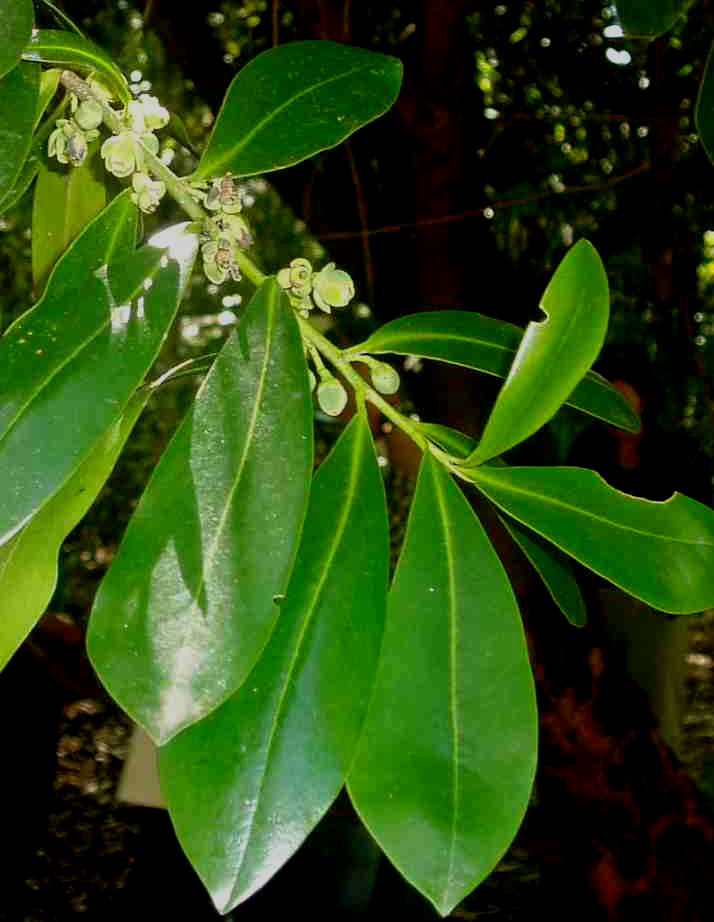 Warburgia salutaris