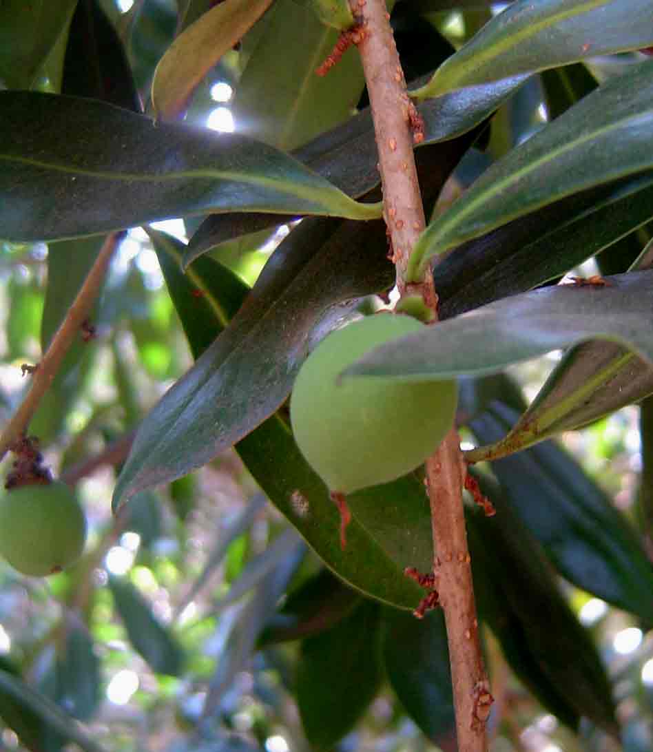 Warburgia salutaris