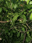 Rinorea arborea