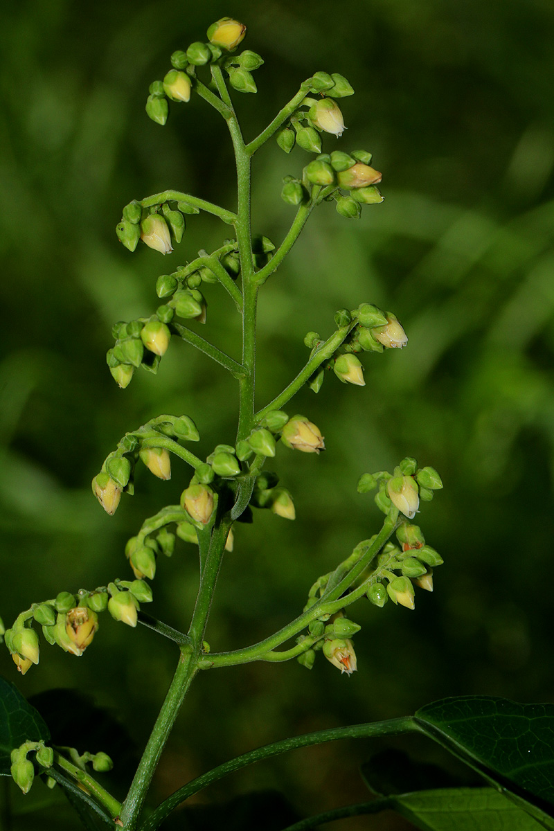 Rinorea arborea